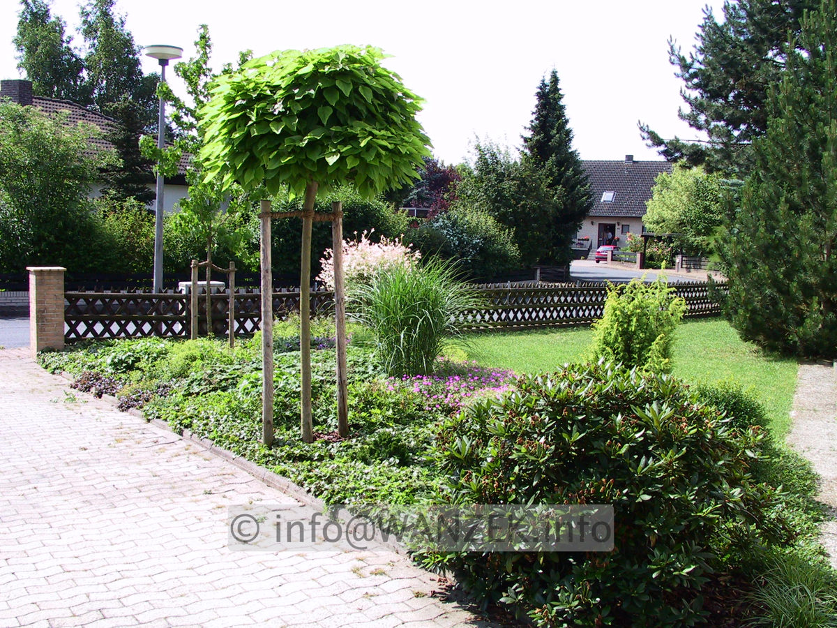 Catalpa bignonioides Nana 03.jpg